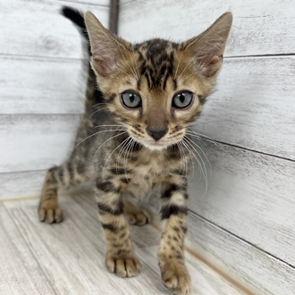 兵庫県のベンガル (犬の家＆猫の里川西店/2025年6月26日生まれ/男の子/ブラウンスポッテッドタビーｄ)の子猫