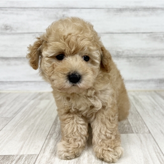 兵庫県のトイプードル(トイ) (犬の家＆猫の里川西店/2025年6月21日生まれ/男の子/アプリコット)の子犬