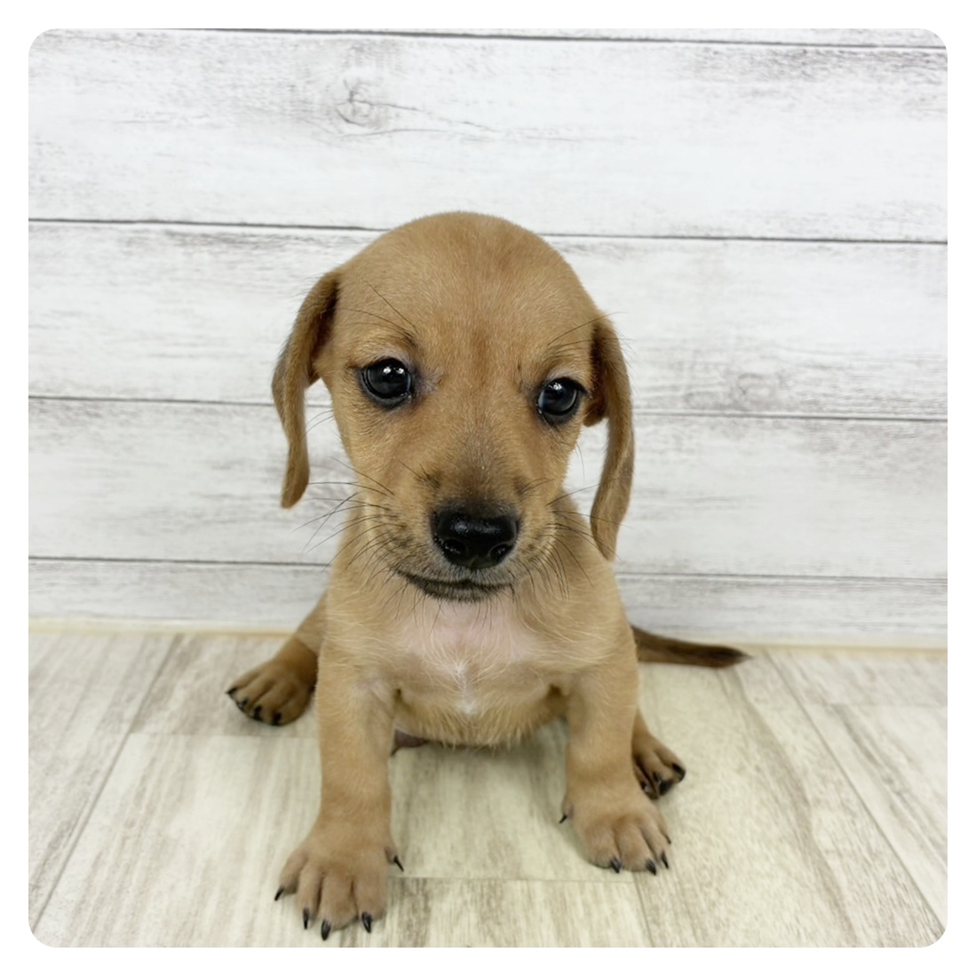 福岡県のハーフ犬・ミックス犬 (犬の家＆猫の里シュロアモール筑紫野店/2025年6月21日生まれ/男の子/レッド)の子犬
