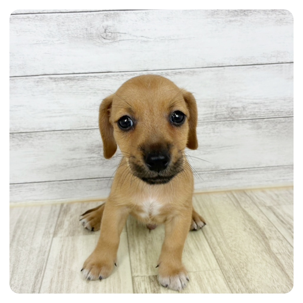 岡山県のハーフ犬・ミックス犬 (犬の家＆猫の里倉敷店/2025年6月21日生まれ/男の子/レッド)の子犬の2枚目の画像