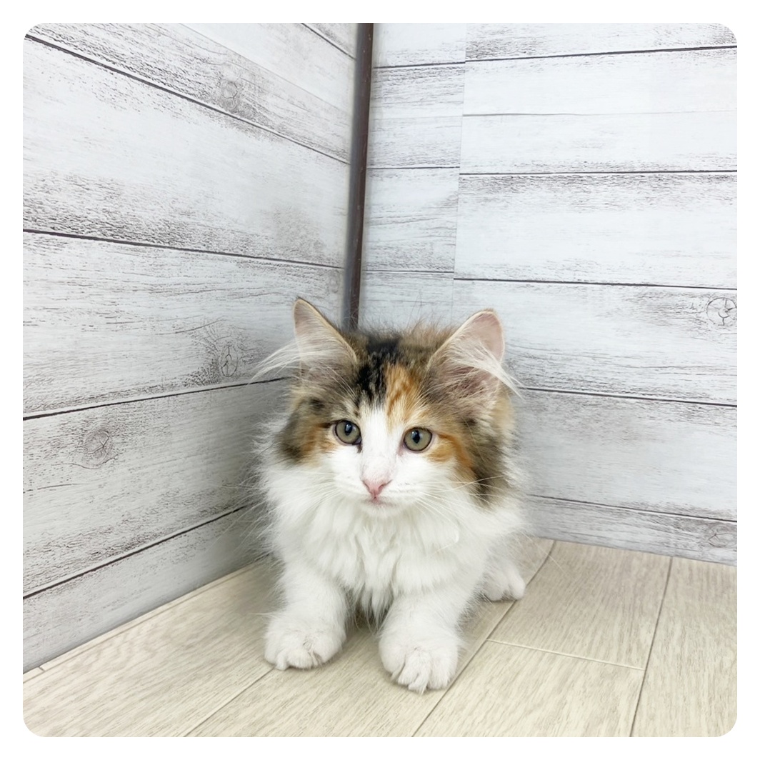 愛知県のノルウェージャンフォレストキャット (犬の家＆猫の里碧南店/2025年6月18日生まれ/女の子/ブラウンパッチドタビーホワイト)の子猫