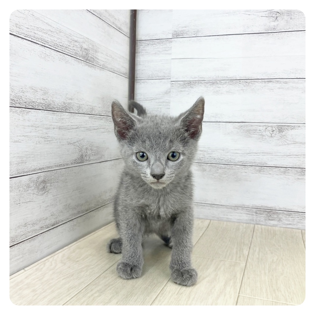 愛知県のロシアンブルー (犬の家&猫の里愛知刈谷店/2025年6月27日生まれ/男の子/ブルー)の子猫