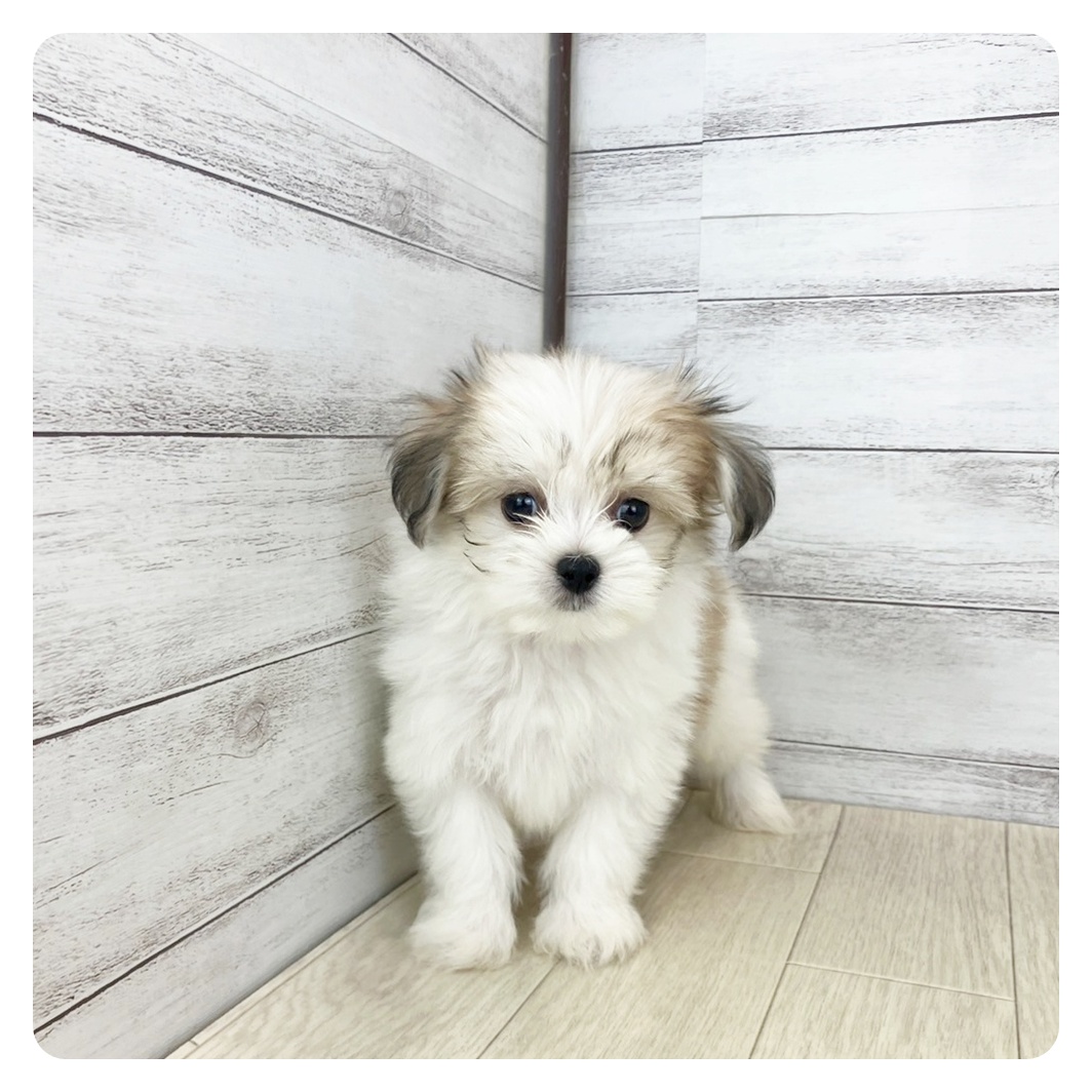 愛知県のハーフ犬・ミックス犬 (犬の家&猫の里春日井本店/2025年6月26日生まれ/男の子/ホワイトフォーン)の子犬