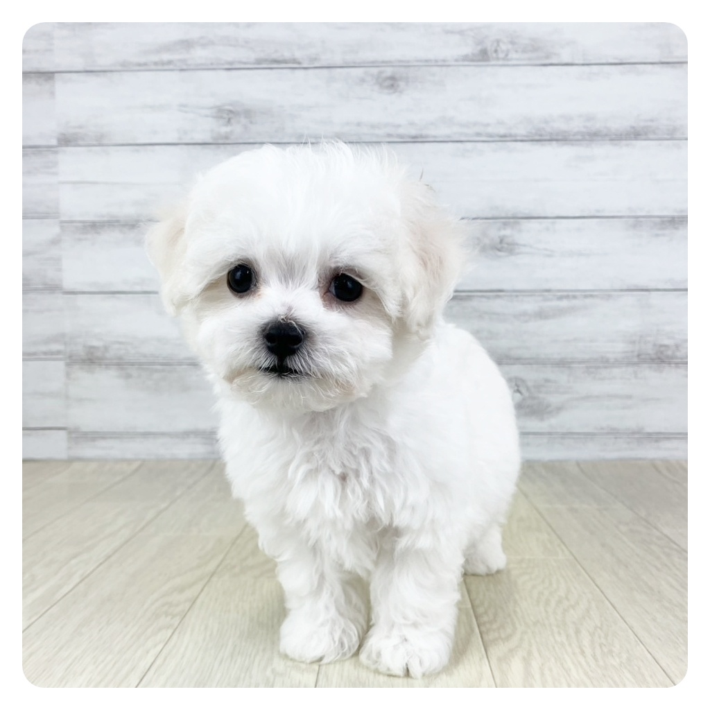 愛知県のビションフリーゼ (犬の家&猫の里春日井本店/2025年6月29日生まれ/男の子/ホワイト)の子犬