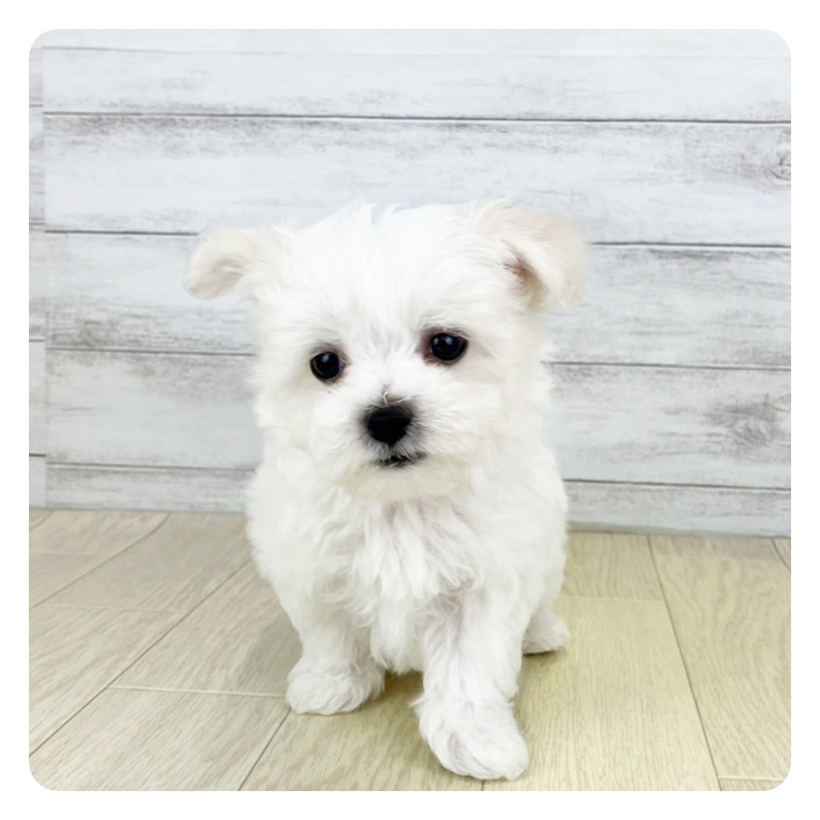 愛知県のビションフリーゼ (犬の家&猫の里岡崎店/2025年6月29日生まれ/男の子/ホワイト)の子犬