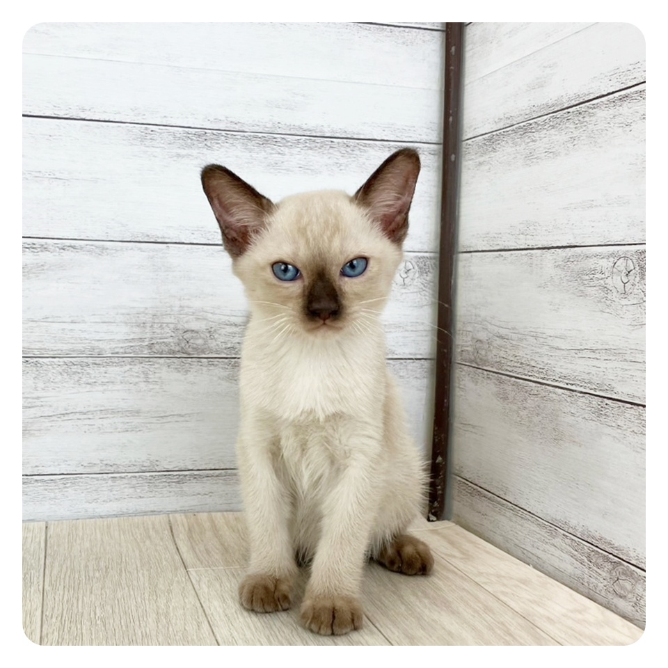 長野県のトンキニーズ (犬の家＆猫の里長野店/2025年6月28日生まれ/男の子/ナチュラルポイント)の子猫