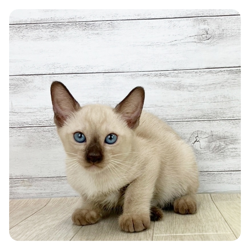 愛知県のトンキニーズ (犬の家&猫の里岡崎店/2025年6月28日生まれ/男の子/ナチュラルポイント)の子猫