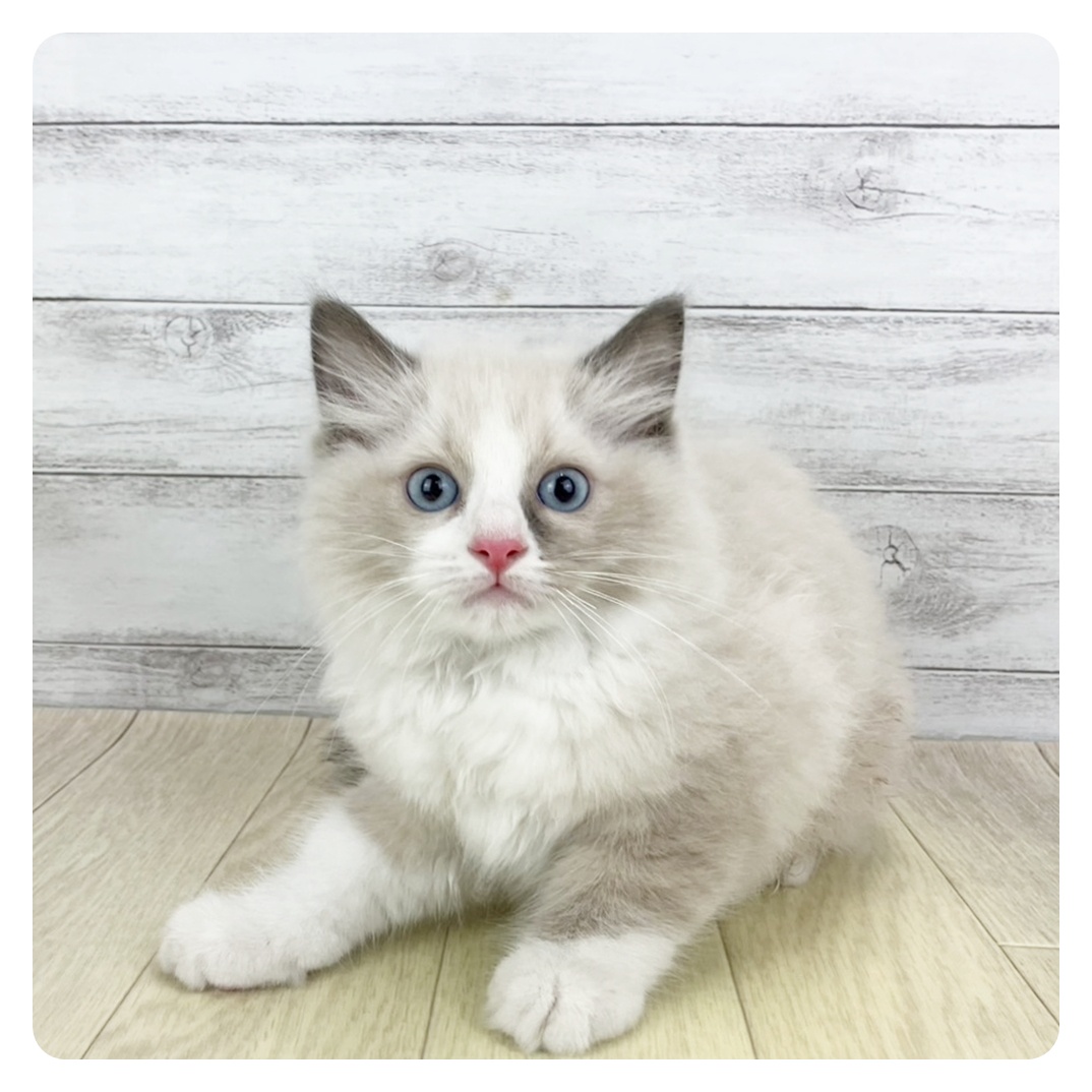 岐阜県のラグドール (犬の家＆猫の里カラフルタウン岐阜店/2025年6月29日生まれ/男の子/ブルーポイントバイカラー)の子猫の4枚目の画像