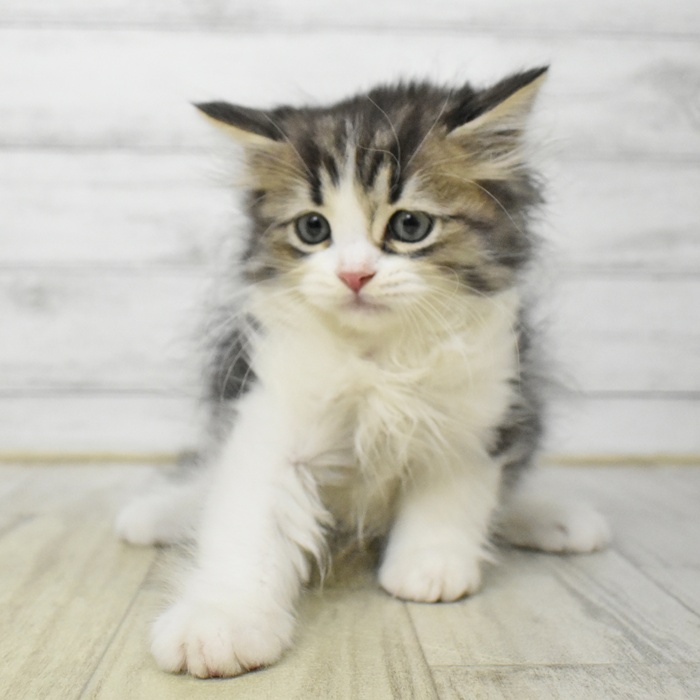 長野県のミヌエット (犬の家＆猫の里長野店/2025年6月26日生まれ/男の子/ブラウンタビーホワイト)の子猫の4枚目の画像