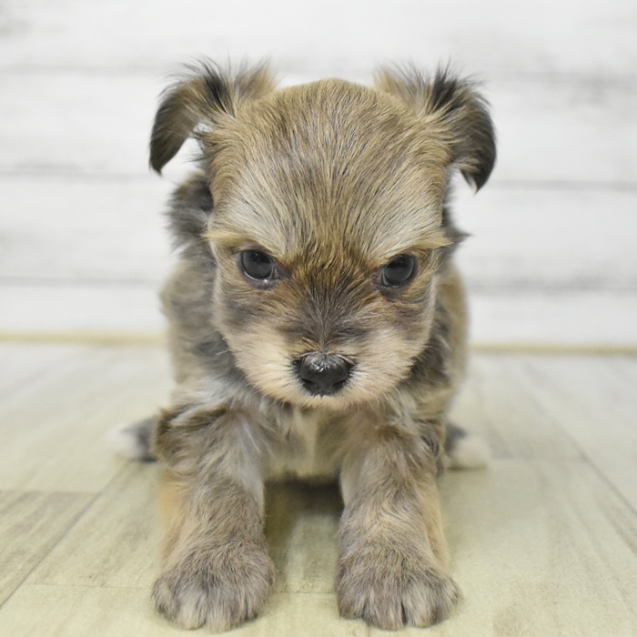 静岡県のハーフ犬・ミックス犬 (犬の家＆猫の里藤枝店/2025年6月28日生まれ/男の子/レッドホワイト)の子犬