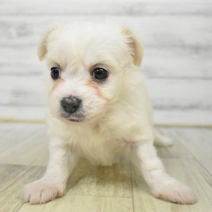 静岡県のハーフ犬・ミックス犬 (犬の家＆猫の里富士店/2025年6月28日生まれ/女の子/クリーム)の子犬