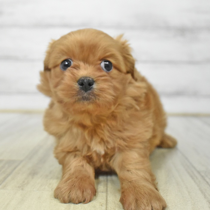 静岡県のペキプー(ペキニーズ×プードル) (犬の家＆猫の里マークイズ静岡店/2025年6月30日生まれ/女の子/アプリコット)の子犬