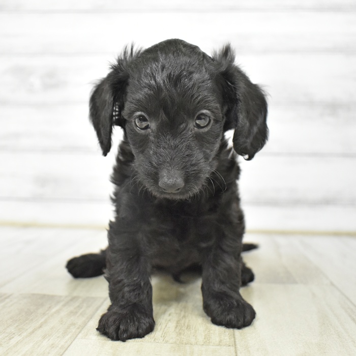 静岡県のダップー(ダックス×プードル) (犬の家＆猫の里プレ葉ウォーク浜北店/2025年6月28日生まれ/男の子/ブラック)の子犬