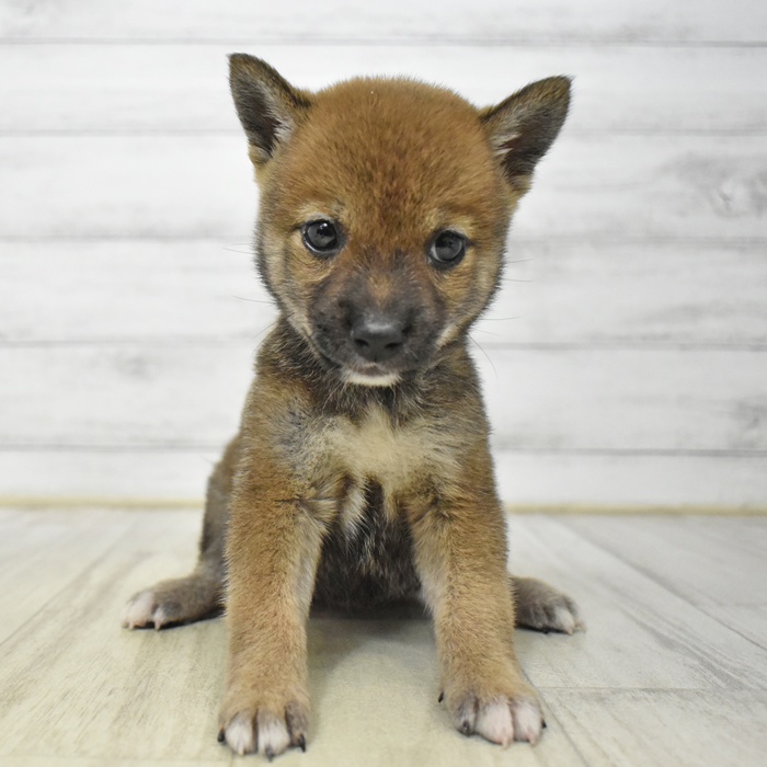 愛知県の豆柴 (犬の家＆猫の里岡崎店/2025年6月30日生まれ/女の子/赤)の子犬