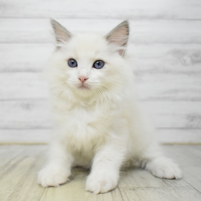 静岡県のラグドール (犬の家＆猫の里マークイズ静岡店/2025年6月25日生まれ/男の子/ブルーポイントバイカラー)の子猫