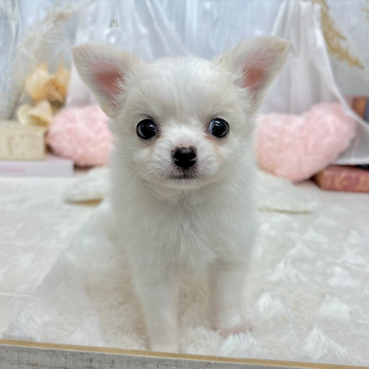 神奈川県のチワワ(ロング) (犬の家＆猫の里相模原店/2025年6月29日生まれ/男の子/ホワイトクリーム)の子犬の3枚目の画像