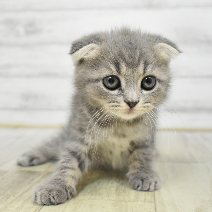 静岡県のスコティッシュフォールド (犬の家＆猫の里藤枝店/2025年6月30日生まれ/男の子/ブルータビー)の子猫
