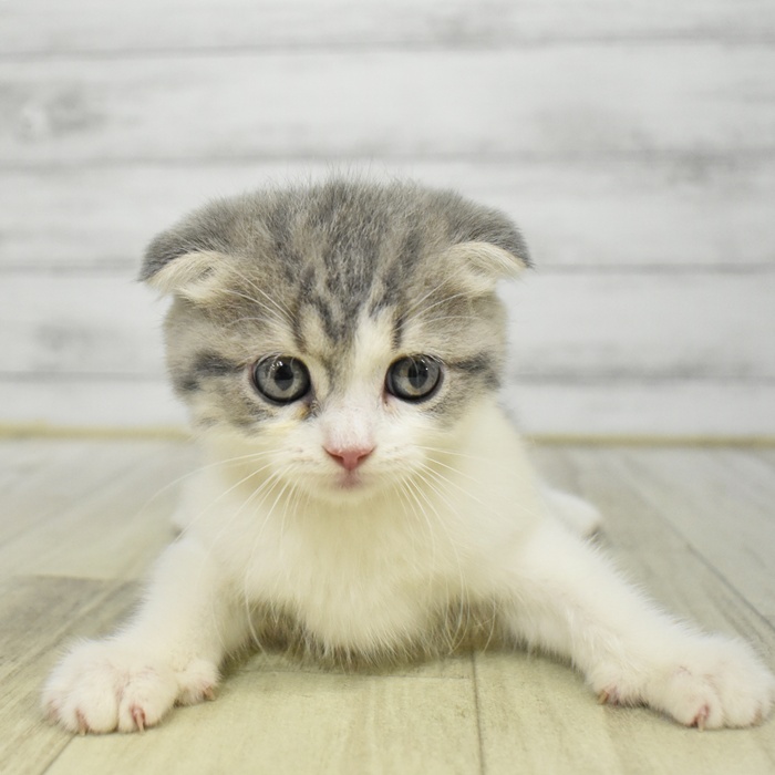 神奈川県のスコティッシュフォールド (犬の家＆猫の里モザイクモール港北店/2025年6月28日生まれ/女の子/ブルータビーホワイト)の子猫