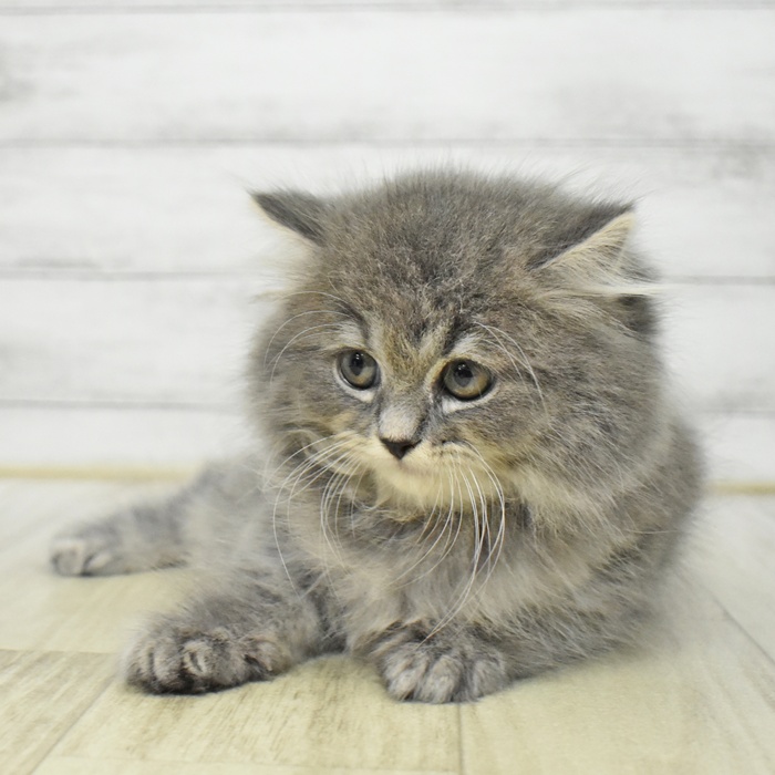 静岡県のスコティッシュフォールド (犬の家＆猫の里マークイズ静岡店/2025年6月28日生まれ/女の子/ブルータビー)の子猫