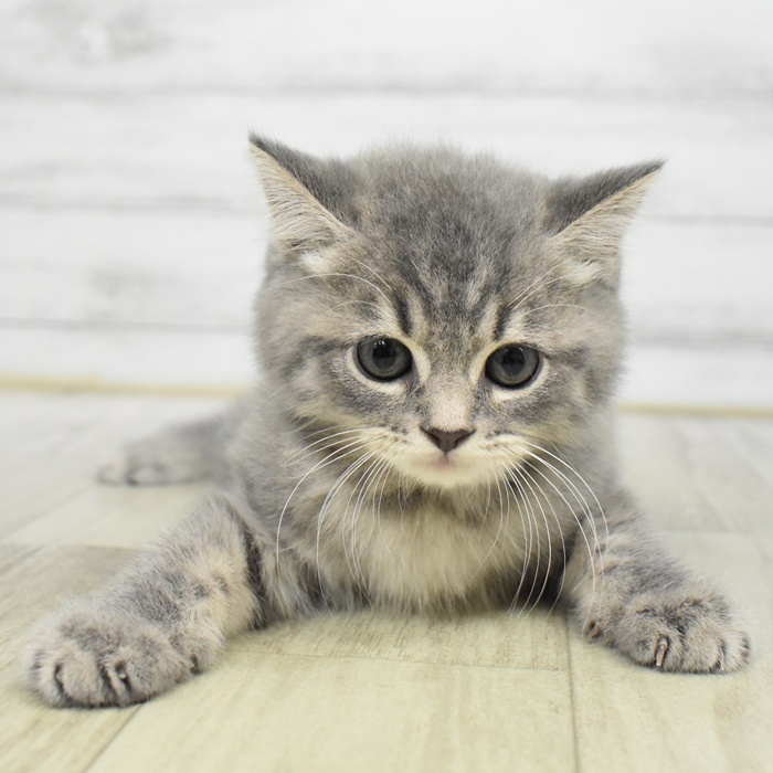 石川県のスコティッシュフォールド (犬の家＆猫の里アミーゴ金沢おこばた店/2025年6月28日生まれ/男の子/ブルータビー)の子猫
