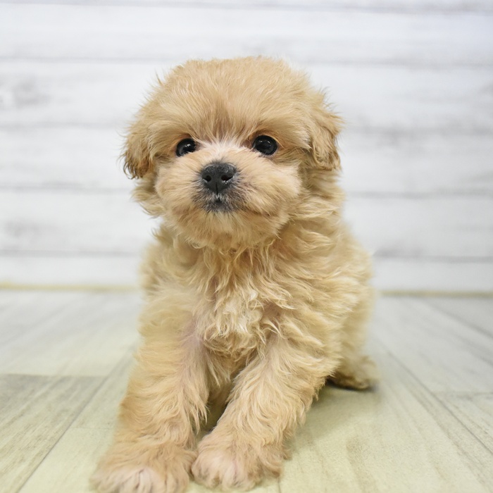 長野県のポメプー(ポメラニアン×プードル) (犬の家＆猫の里カインズ梓川店/2025年6月30日生まれ/女の子/アプリコット)の子犬の4枚目の画像