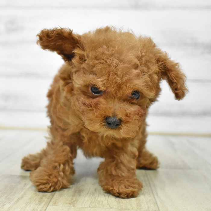 神奈川県のティーカッププードル (犬の家＆猫の里小田原店/2025年6月30日生まれ/男の子/アプリコット)の子犬の2枚目の画像