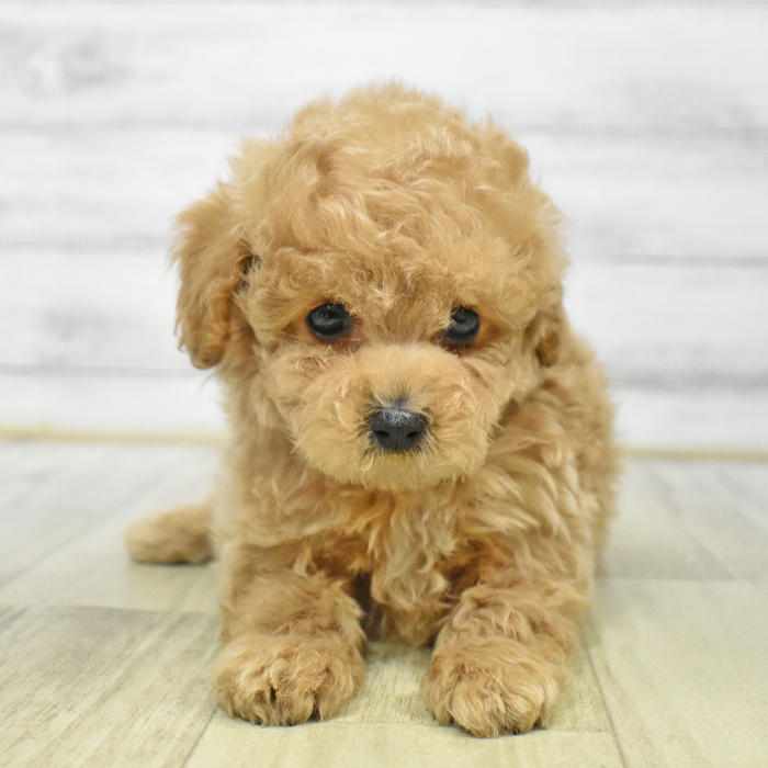 神奈川県のトイプードル(トイ) (犬の家＆猫の里モザイクモール港北店/2025年6月29日生まれ/男の子/アプリコット)の子犬