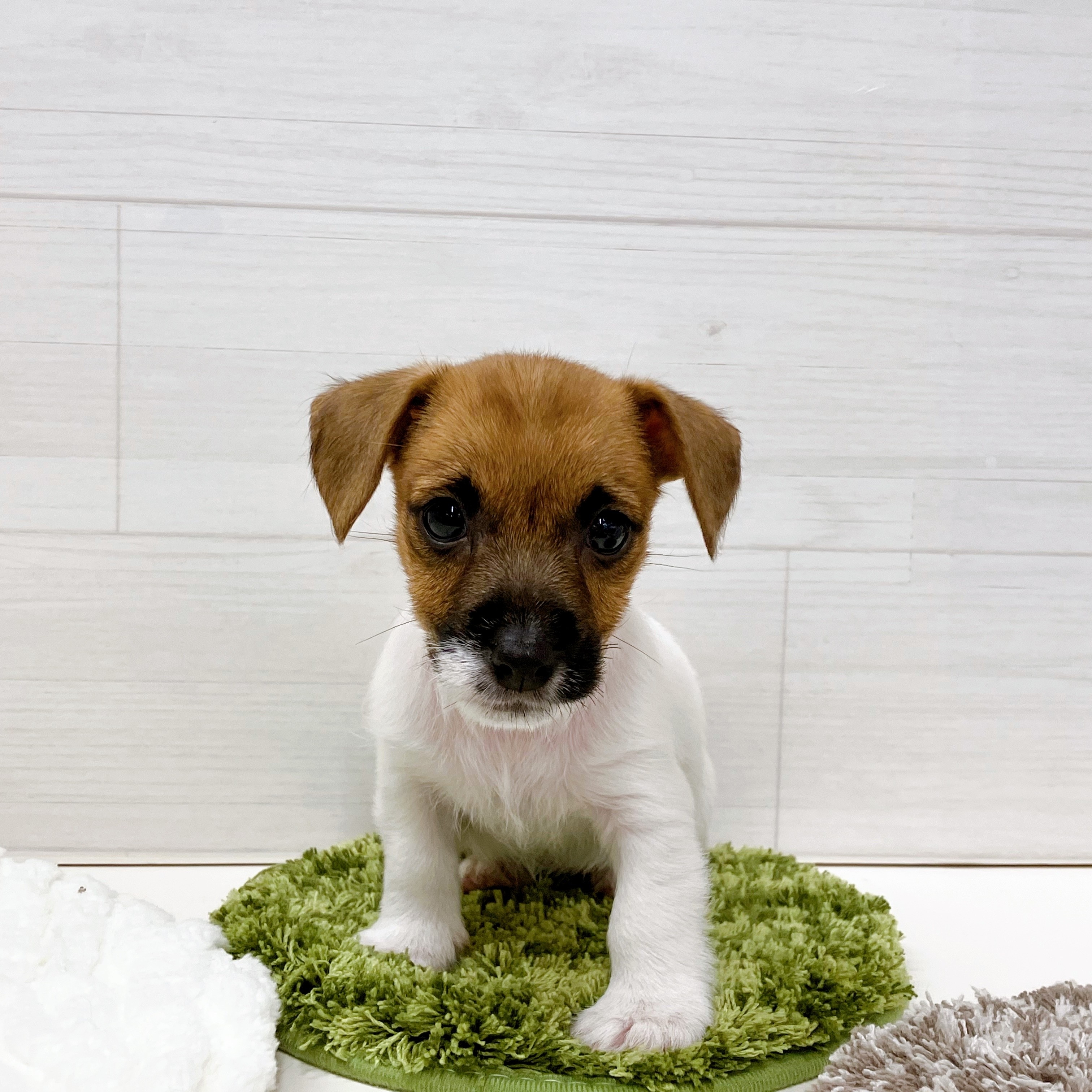 石川県のジャックラッセルテリア (犬の家＆猫の里アミーゴ金沢おこばた店/2025年6月28日生まれ/女の子/ホワイトタン)の子犬の1枚目の画像