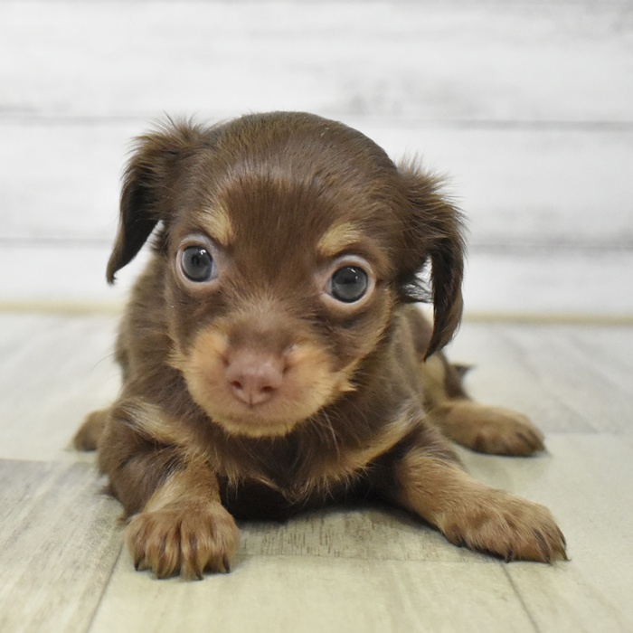 石川県のチワックス(チワワ×ダックス) (犬の家＆猫の里アミーゴ金沢有松店/2025年6月30日生まれ/女の子/チョコレートタン)の子犬