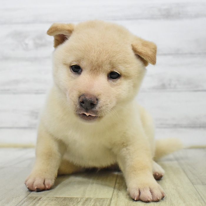 愛知県の柴犬(標準サイズ) (犬の家＆猫の里岡崎店/2025年7月1日生まれ/男の子/白)の子犬