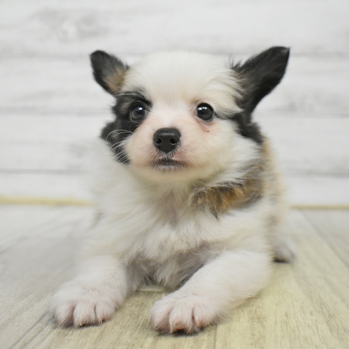 愛知県のパピヨン (犬の家＆猫の里豊田店/2025年7月1日生まれ/男の子/ホワイトブラウン)の子犬