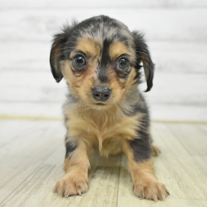 愛知県のチワックス(チワワ×ダックス) (犬の家＆猫の里豊川インター店/2025年6月30日生まれ/男の子/シルバーダップル)の子犬
