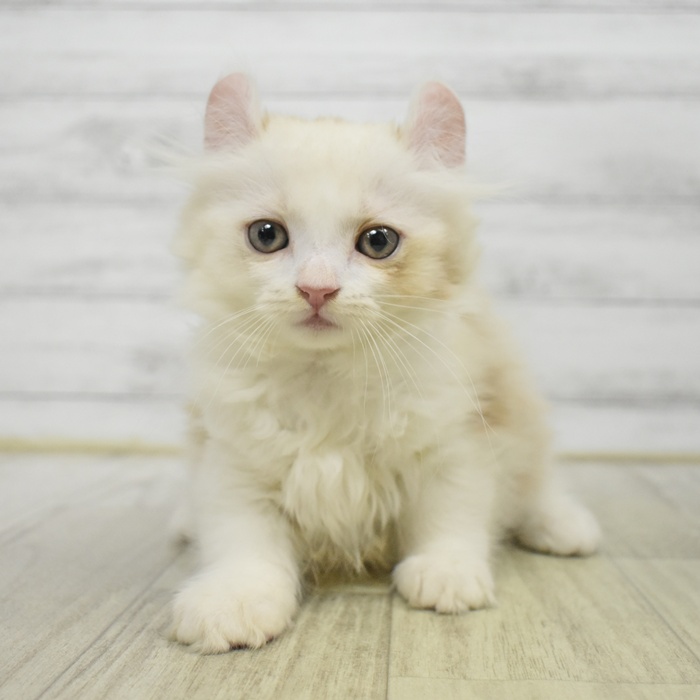 神奈川県のアメリカンカール (犬の家＆猫の里元住吉ブレーメン通り店/2025年6月28日生まれ/男の子/クリームホワイト)の子猫の3枚目の画像
