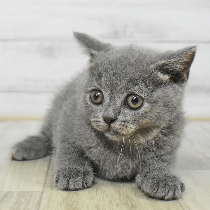静岡県のブリティッシュショートヘアー (犬の家＆猫の里プレ葉ウォーク浜北店/2025年6月30日生まれ/女の子/ブルークリーム)の子猫
