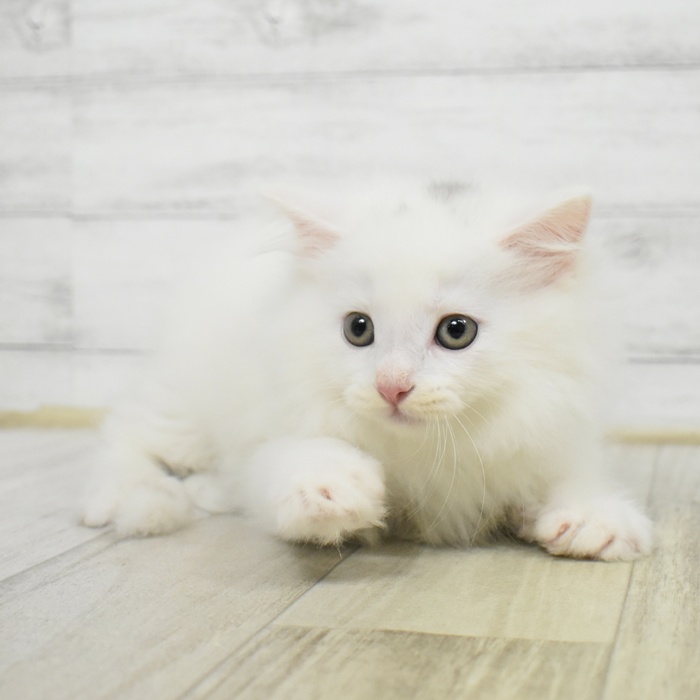 千葉県のマンチカン (犬の家＆猫の里BIGHOPガーデンモール印西店/2025年7月1日生まれ/男の子/ホワイト)の子猫の4枚目の画像