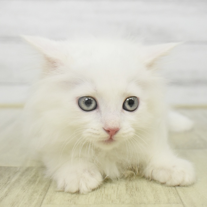 神奈川県のマンチカン (犬の家＆猫の里小田原店/2025年7月1日生まれ/男の子/ホワイト)の子猫の2枚目の画像