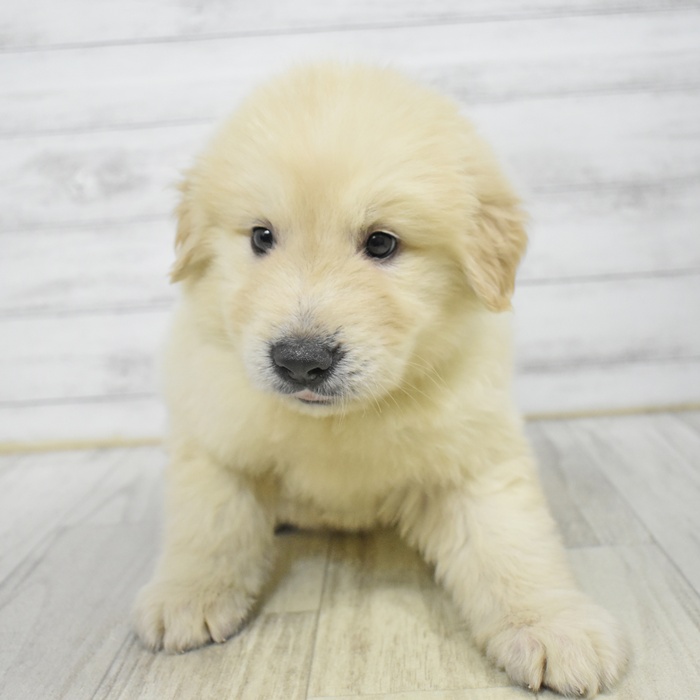 静岡県のハーフ犬・ミックス犬 (犬の家＆猫の里藤枝店/2025年7月1日生まれ/男の子/クリーム)の子犬