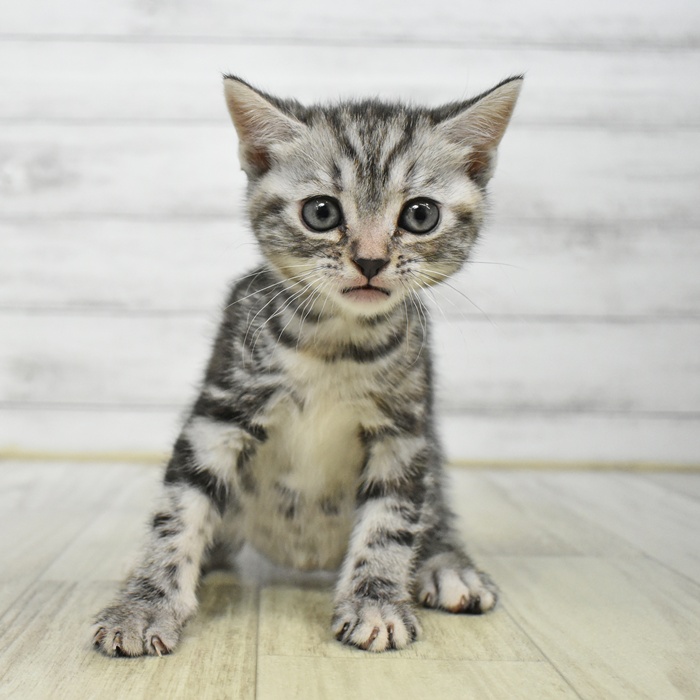福岡県のアメリカンショートヘアー (犬の家＆猫の里シュロアモール筑紫野店/2025年7月1日生まれ/女の子/シルバーパッチドタビー)の子猫
