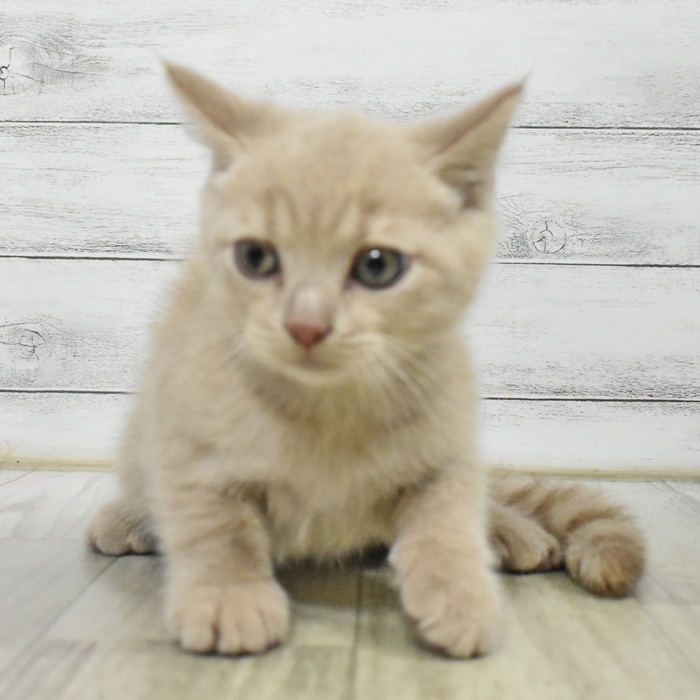 千葉県のブリティッシュショートヘアー (犬の家＆猫の里ワンズモール稲毛店/2025年6月25日生まれ/男の子/クリーム)の子猫