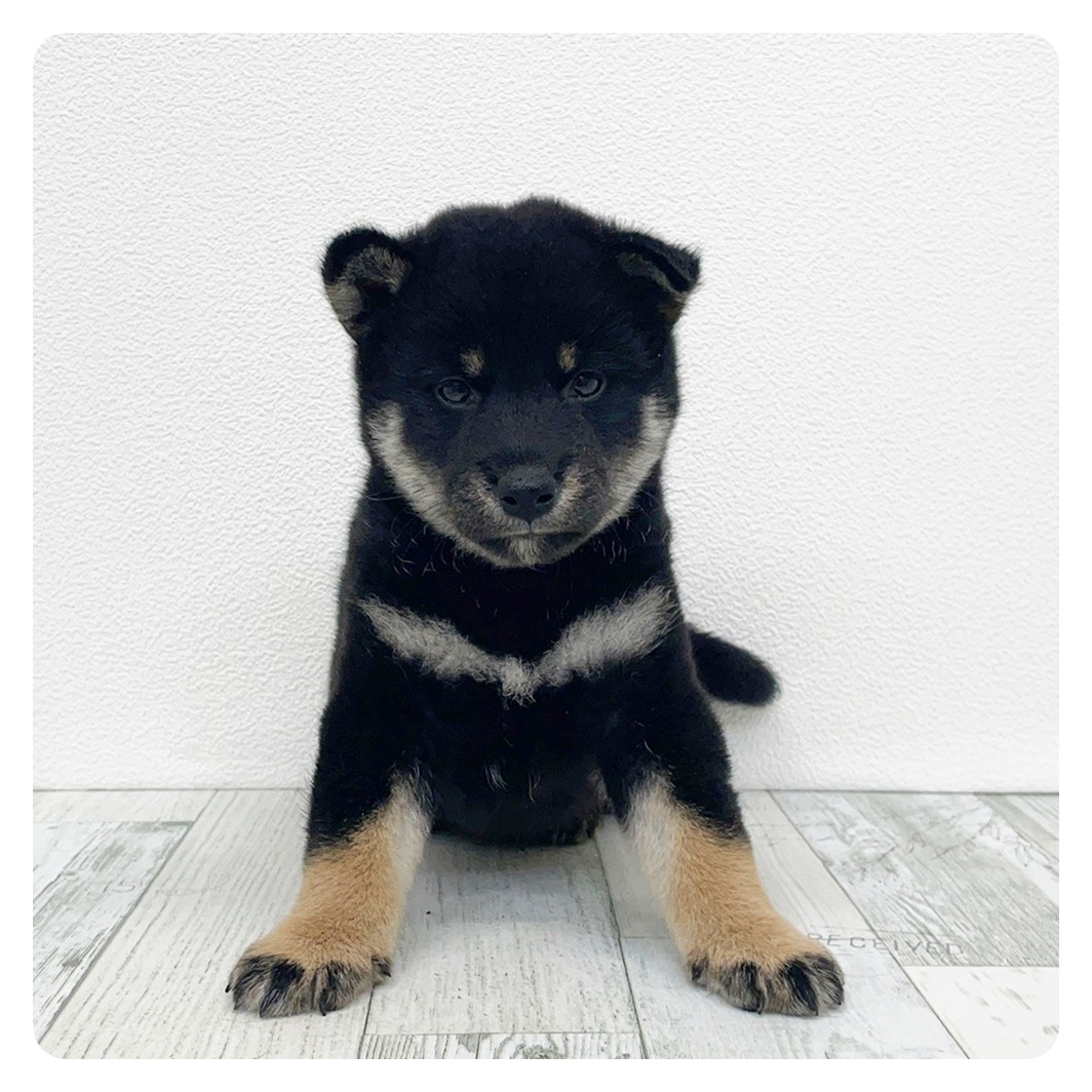 福岡県の柴犬(標準サイズ) (犬の家＆猫の里トリアス久山店/2025年7月1日生まれ/男の子/黒)の子犬