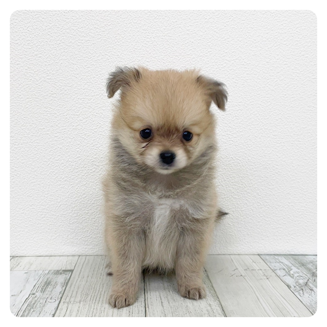 福岡県のポメチワ/チワポメ/ポメチー(ポメラニアン×チワワ) (犬の家＆猫の里シュロアモール筑紫野店/2025年6月28日生まれ/女の子/オレンジ)の子犬