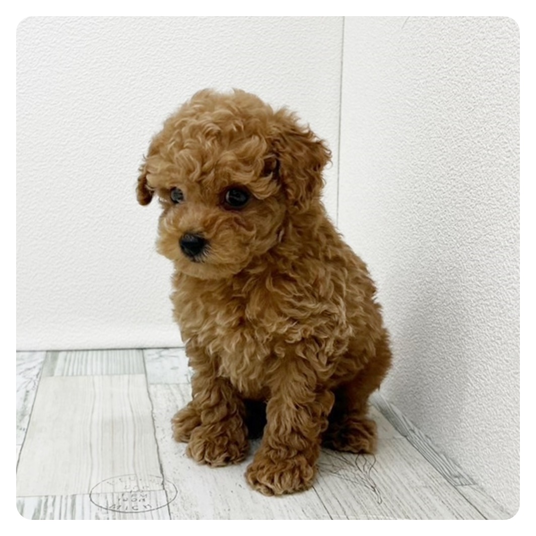 福岡県のトイプードル(トイ) (犬の家＆猫の里トリアス久山店/2025年6月29日生まれ/男の子/レッド)の子犬