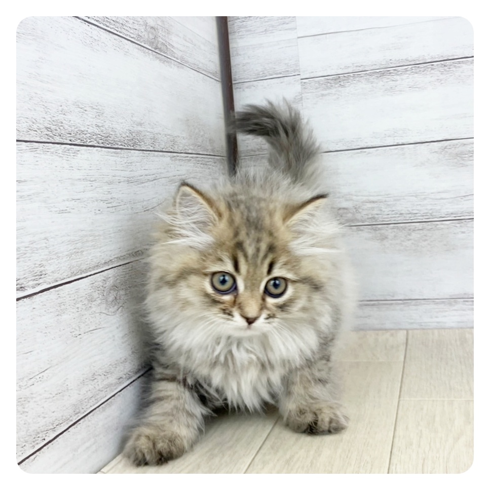 愛知県のスコティッシュストレート (犬の家＆猫の里春日井本店/2025年6月23日生まれ/女の子/ブラウンタビー)の子猫