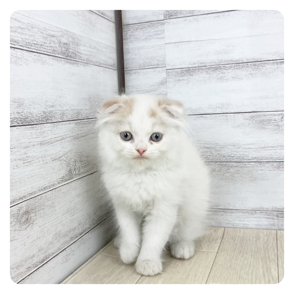 愛知県のスコティッシュフォールド (犬の家＆猫の里春日井本店/2025年6月30日生まれ/男の子/クリームタビーホワイトバン)の子猫