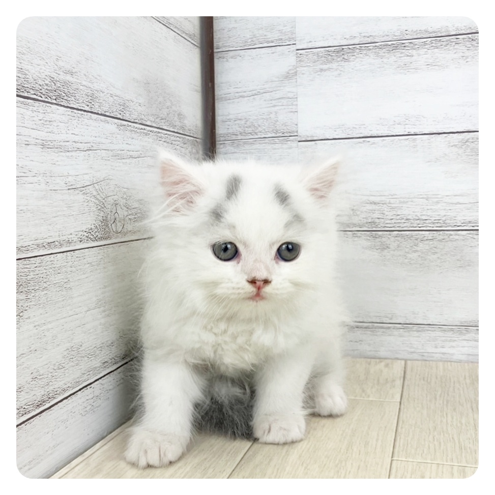 愛知県のスコティッシュストレート (犬の家＆猫の里春日井本店/2025年6月30日生まれ/男の子/ブルータビーホワイトバン)の子猫