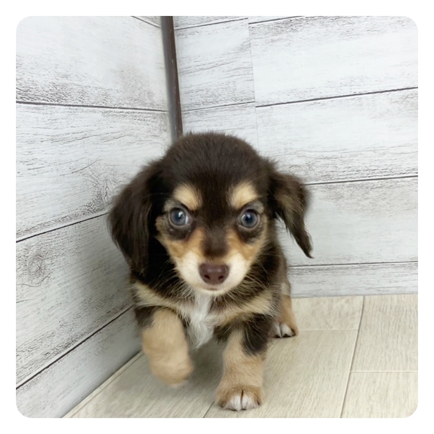 岐阜県のチワックス(チワワ×ダックス) (犬の家＆猫の里中津川店/2025年7月1日生まれ/女の子/チョコレートクリーム)の子犬