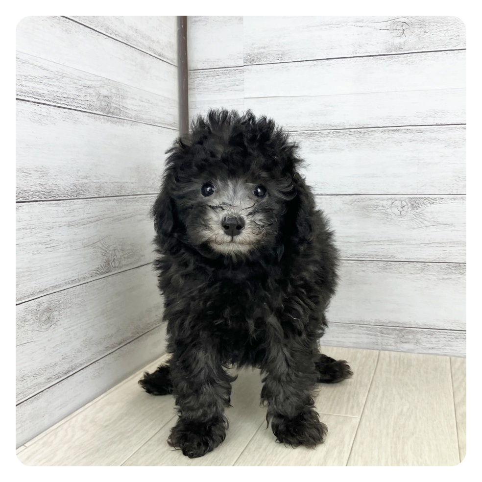 愛知県のトイプードル(トイ) (犬の家&猫の里春日井本店/2025年7月1日生まれ/男の子/シルバー)の子犬