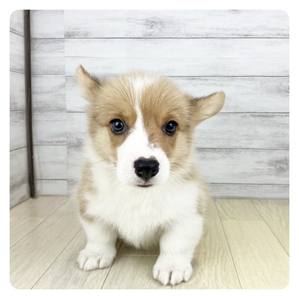 愛知県のウェルシュコーギーペンブローク (犬の家&猫の里春日井本店/2025年7月1日生まれ/男の子/レッドホワイト)の子犬