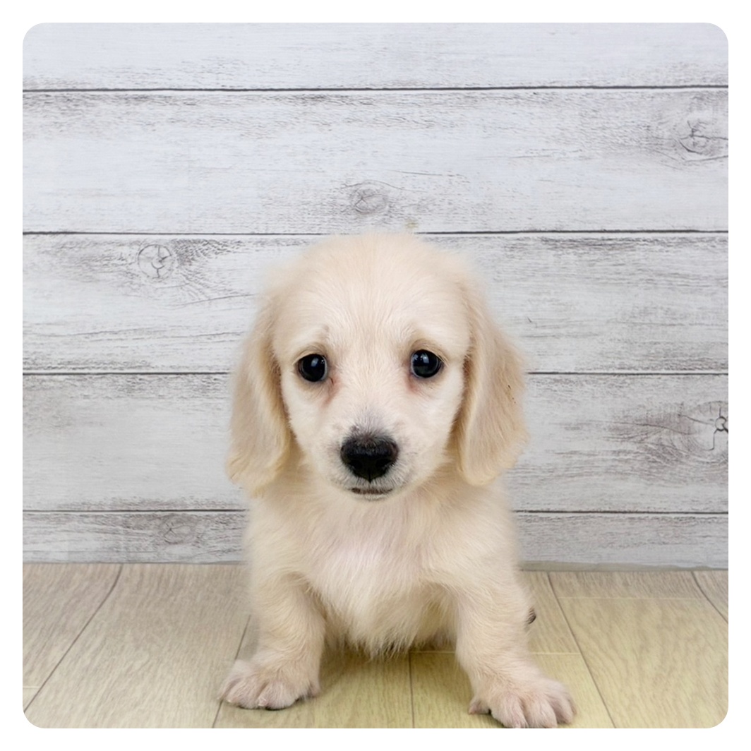 愛知県のミニチュアダックスフンド(ロング) (犬の家＆猫の里名古屋天白店/2025年6月30日生まれ/男の子/イエロー)の子犬の3枚目の画像