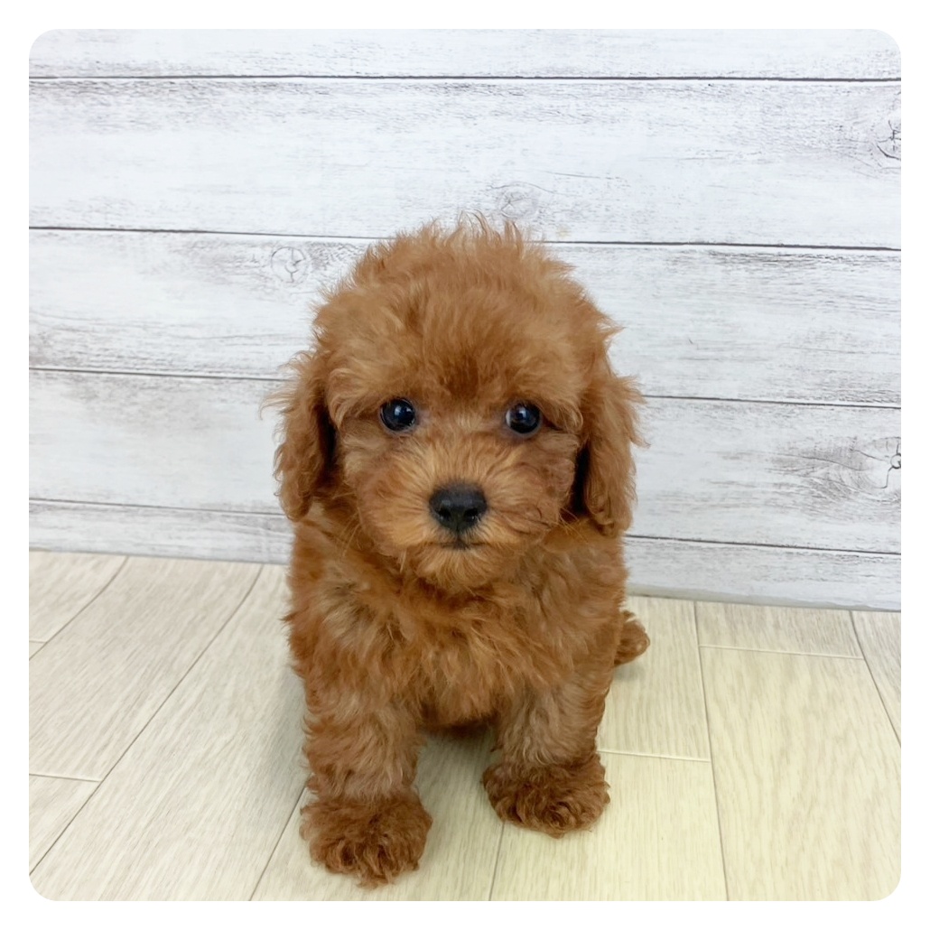 福井県のトイプードル(トイ) (犬の家＆猫の里アミーゴ福井大和田店/2025年7月2日生まれ/男の子/レッドフォーン)の子犬の3枚目の画像